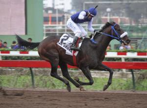 El Jader (USA) Foto Cortesía del Hipodromo de Monterrico