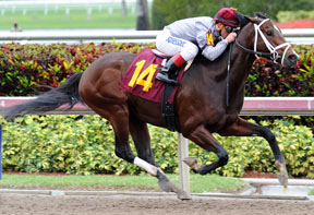 Khozan (USA) ganando su debut en Gulfstream Park Foto Cortesia de http://www.thoroughbreddailynews.com