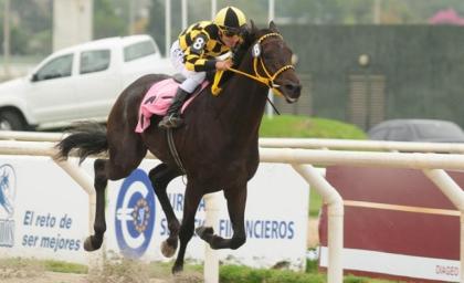 El triplecoronado invicto Sir Fever (URU) Foto Cortesia de htp//www.taringa.net