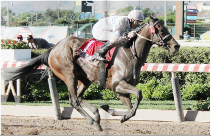 Furia Cruzada (CHI) Foto Cortesía de Turfe Um Pouco