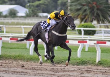 Don't Worry (ARG) Foto Cortesia de Caballos del Mundo