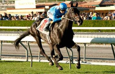 Bolo (USA) Foto: Benoit Photo