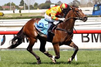 Lankan Rupee (AUS) ganador del Black Caviar Lightning Foto Cortesía de Sportpix
