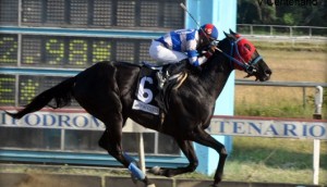 Mr. Lightning (USA) fuerte candidato a la Copa Invitacional. Foto Cortesia de Carlos Flores