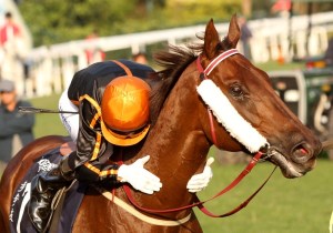 Able Friend (AUS) es actualmente el caballo número uno del mundo Foto Cortesía de Liesl King