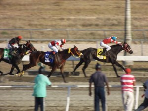 El tresañero invicto Fratello Martino (DOM) derrotando los mayors Foto Cortesía de Carlos Flores (emocionhipica.com)