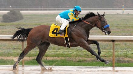 American Pharoah (USA) el favorite del Derby Foto Cortesía de David Quinn 