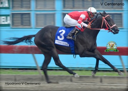 Fratello Martino (DOM) marcha invicto y busca la triple corona Foto Cortesía de Hipodromo V Centenario