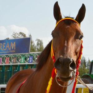 Ninfa del Cielo (VEN) Foto Cortesía de Gonzalo Anteliz Jr.