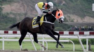 El hijo de Water Poet (IRE), el tresañero Manchester (VEN) Foto Cortesía de Edixon Gámez