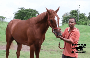San Se Acabo (PAN) participará en la Copa Velocidad. Foto Cortesía de Hípica al Instante