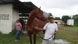 Assassin (PAN) es la principal carta panameña en la Copa Confraternidad. Foto Cortesía de Hipica al Instante.