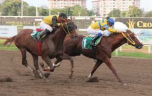 Indyone (PAN) defendera los colores del Stud Campo Azul. Foto Cortesía de David Beitía.