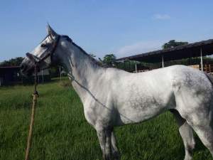 lluviacarlosgragineres