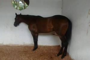 Makarela (USA) se enfrentará a los machos en la Copa Invitacional.