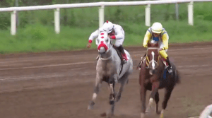 El tordillo V.I.P. Zone (USA) es un hijo de Macho Uno.