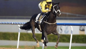 Tobaco (ARG) es un cuatroañero criado en el Haras Vacación, Argentina.