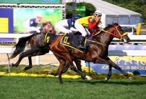 Paint Naif (BRZ) es ganador de siete clásicos, cinco de grado uno. Foto Cortesía de Gérson Martins
