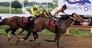 Queen Pearl (USA) a ganado ocho de 23 presentaciones. Foto Cortesía de Hipodromo Presidente Remón