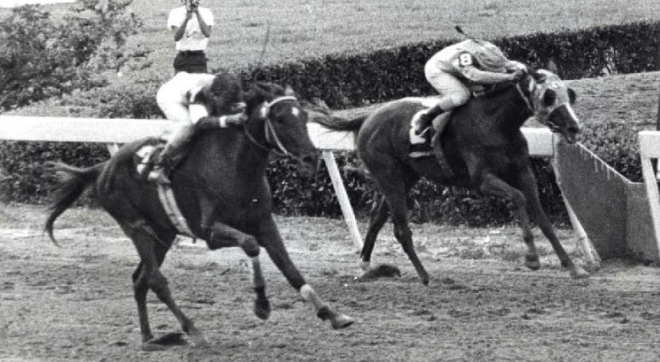 Victoreado (VEN) y El Rebelde (PUR) en el Clásico del Caribe de 1966