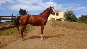 Arquitecto (PUR) a sus siete años sigue siendo una carta principal de Puerto Rico. Foto Cortesía de Arquitecto Facebook Page.