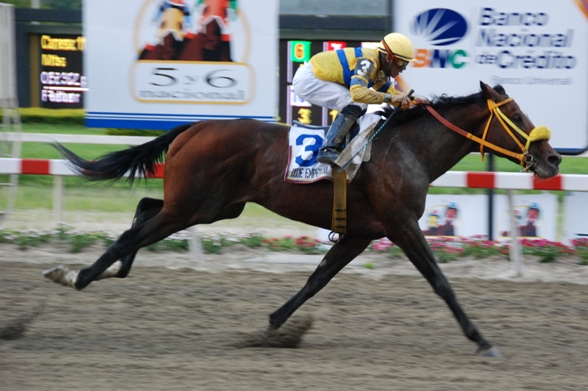 Dixie Emperor (USA) ganador de la Copa Invitacional para dos países en el 2010 y 2011.