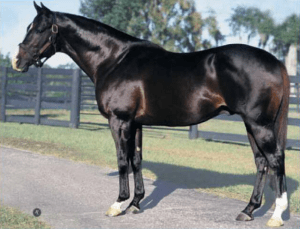 Formal Dinner (USA), padre de Dark Dinner (COL)