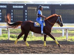 Salustio (USA) es doble ganador de la Copa Invitacional. Foto Cortesía de David Beitía
