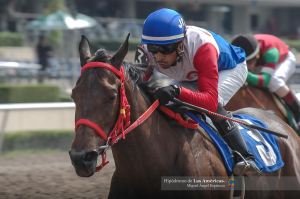 Zandunga Bonita (MEX) gano la clasificatoria al Dama del Caribe. Foto Cortesía de Miguel Angel Espinoza