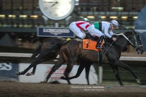 Daniel San (MEX) ganando el Futurity Mexicano versión machos. Foto Cortesía de Miguel Angel Espinoza