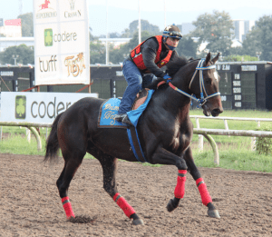 Diamante Negro (MEX) trabajando para el Clásico del Caribe 2013 en Panamá