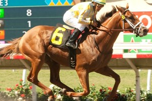 Noble Bird (USA) Foto Cortesía de  Brookdale farm