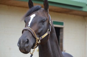 Prayer for Relief (USA) Foto Cortesía de Remington Park