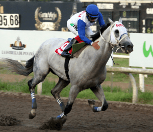 V.I.P. Zone (USA) ganando el Clásico Año Nuevo 2017. Foto Cortesía de David Beitía